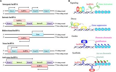 Emerging Roles of Long Non-coding RNAs in Chronic Neuropathic Pain